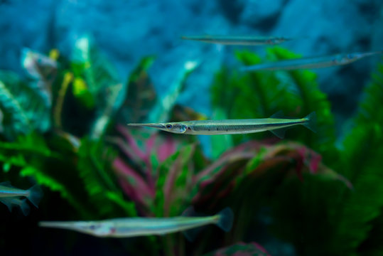 Xenentodon cancila ( Freshwater garfish, Asian freshwater needlefishin)  freshwater aquarium. Wildlife animal. native fish in Thailand