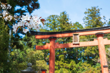 和束天満宮の鳥居と桜　京都　お茶　抹茶　緑茶