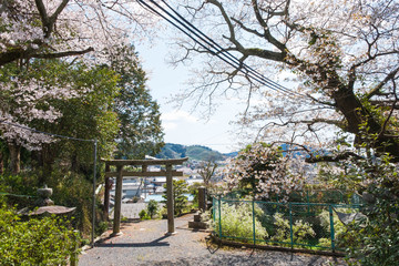 和束天満宮と桜　京都　お茶　抹茶　緑茶