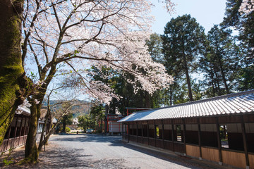 和束天満宮と桜　京都　お茶　抹茶　緑茶