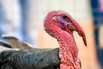 close up photo of ugly domestic male turkey head with red skin and red featherss