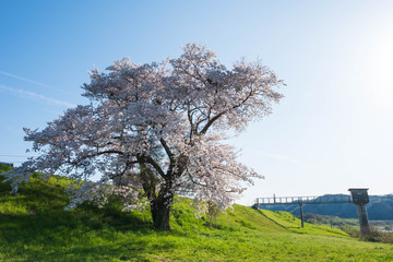 Naklejka premium 京都府木津川市の一本桜 河川敷 春 2019年4月