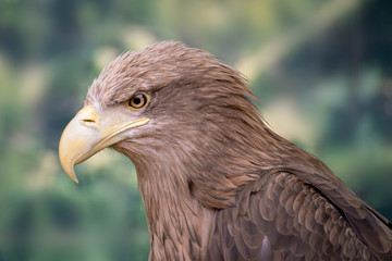 portrait of wild dangerous strong eagle sit on a branch, wildlifes