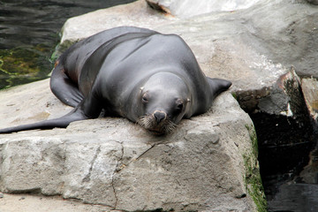 Bremerhaven, Zoo at the Sea, Free Hanseatic City of Bremen, Germany, Europe