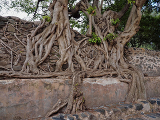 Gondar, Ethiopia, Fasil Ides Bath, a tangle of massive trunks in a drained pool