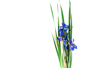 Blue Irises xiphium on white background. Top view, flat lay. Holiday greeting card for Valentine's Day, Woman's Day, and Mother's Day.