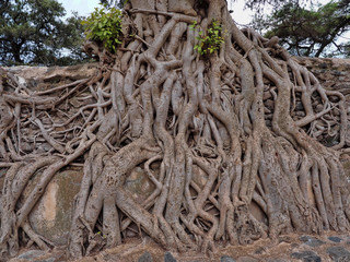 Gondar, Ethiopia, Fasil Ides Bath, a tangle of massive trunks in a drained pool
