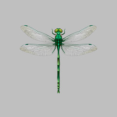 Dragon fly green on grey background