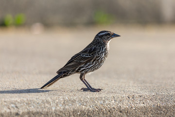 Sparrow in Chicago