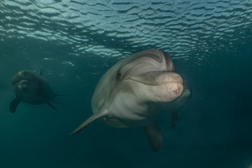Obraz premium Dolphin swimming with divers in the Red Sea, Eilat Israel