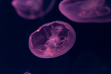 Obraz premium Close-up Jellyfish, Medusa in fish tank with neon light. Jellyfish is free-swimming marine coelenterate with a jellylike bell- or saucer-shaped body that is typically transparent.