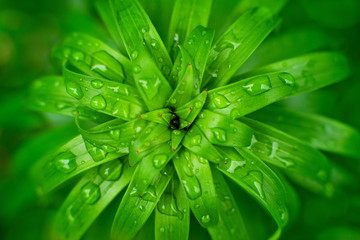 Fototapeta na wymiar Background of flower leaves in the rain. Brightly green leaves of a flower and raindrops in spring nature. View from above. Decorative leaves in the form of a background.