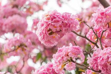 Pink flower and tree branch blur nature background