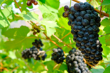 Ripe grapes in a vineyard, France. 