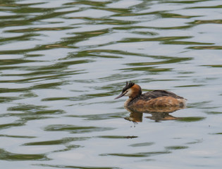 close up great crested grebe, Podiceps cristatus swimming on clear green lake, copy space.