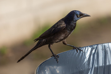Common Grackle