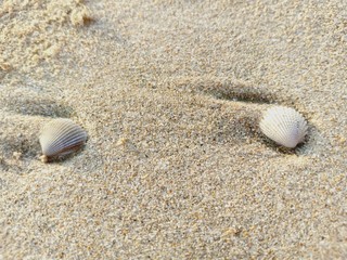sand and shell 