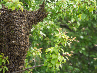 close up wild hive with cluster or swarm of bees on tree branch