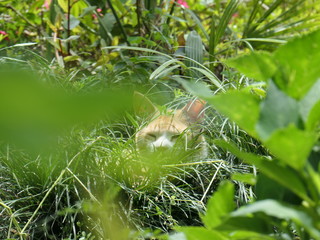 草むらにいる猫