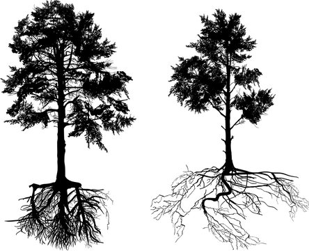 isolated black two pines with roots