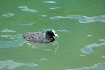 Eurasian Coot ( Fulica atra ) bird is a swimming on emerald water in the lake, Germany