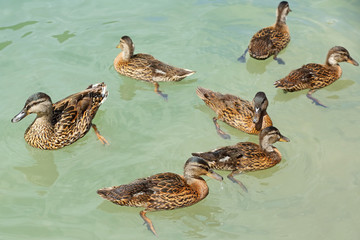 Crowd of ducks swimming on emerald water in the lake, Germany
