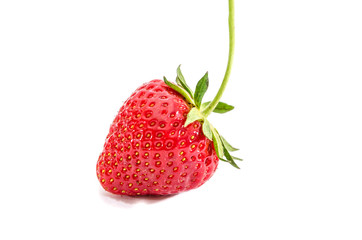 one strawberry isolated on white background