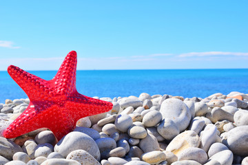 starfish on the beach