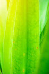 Close up of green grass with soft light morning background