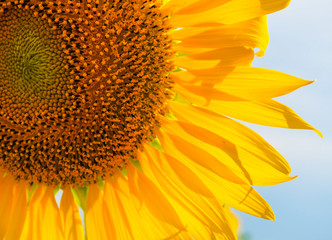 Sunflowers blooming  on blue sky background ,fresh & daylight summer concept.