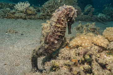 Sea ​​horse in the Red Sea Colorful and beautiful, Eilat Israel