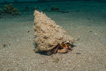 Anemone Carrier Hermit Crab in the Red Sea Colorful and beautiful, Eilat Israel