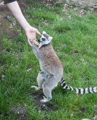Beautiful lemur standing on the grass and holding the paws of the hand of man