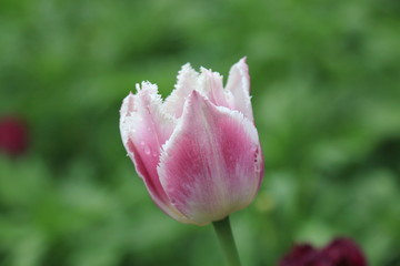Delicate pink and white tulip with water droplets after spring rain