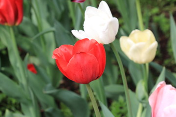 Beautiful red spring tulip on a beautiful background