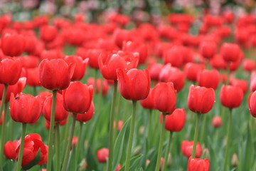 Red beautiful spring tulips after rain