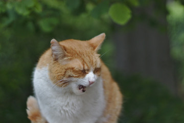 red-white cat on the tree