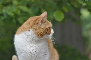 red-white cat on the tree