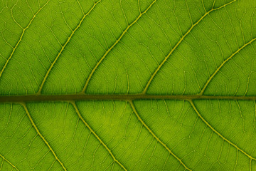 Leaf texture