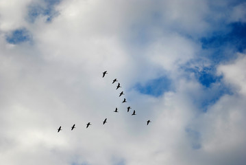 shoal of birds in the sky