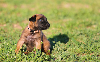 Fototapeta na wymiar Beautiful little cute Belgian Shepherd puppy Malinois