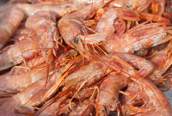 Lots of fresh big shrimp