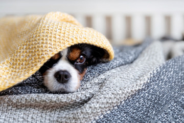 Dog under the blanket - 270539967