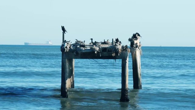 Abandoned jetty in a state of disrepair with birds nesting on it stands firm in the ocean.