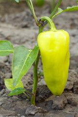 Bell pepper growing on bush in the garden.