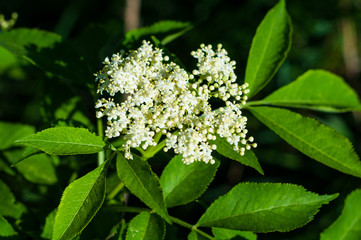 Blooming beautiful small white flowers of elderberry and green leaves