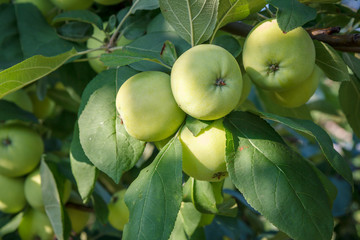 Apples on branches of the tree in the garden.