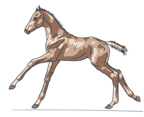 Colorful drawing of a warmblood foal