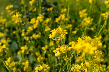 bunch of yellow flowers growing on a green stalk against a background of blurry yellow flowers