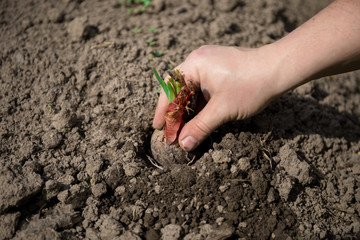 Male farmer hand sowing onions in organic vegetable garden, close up of hand planting seeds in soil